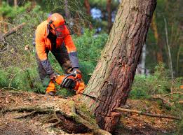 Best Tree and Shrub Care  in Buna, TX