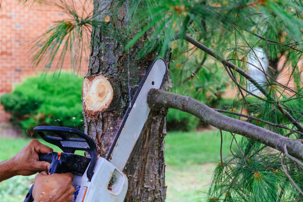 Professional  Tree Services in Buna, TX